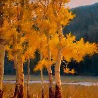 fall aspen giclee prints